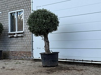 Olijfboom bolvorm - olea europaea - ca. 40 jaar oud - hoogte ca. 170 cm - afbeelding 2 van  3
