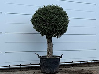 Olijfboom bolvorm - olea europaea - ca. 40 jaar oud - hoogte ca. 170 cm - afbeelding 3 van  3
