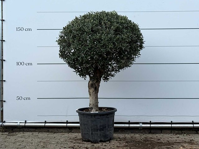 Olijfboom bolvorm - olea europaea - ca. 40 jaar oud - hoogte ca. 170 cm - afbeelding 1 van  3