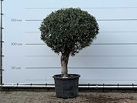 Olijfboom bolvorm - olea europaea - ca. 40 jaar oud - hoogte ca. 170 cm - afbeelding 1 van  3