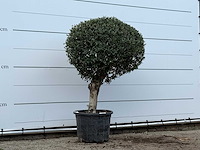 Olijfboom bolvorm - olea europaea - ca. 40 jaar oud - hoogte ca. 170 cm - afbeelding 2 van  3
