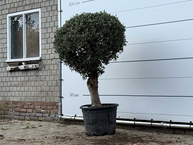 Olijfboom bolvorm - olea europaea - ca. 40 jaar oud - hoogte ca. 170 cm - afbeelding 3 van  3