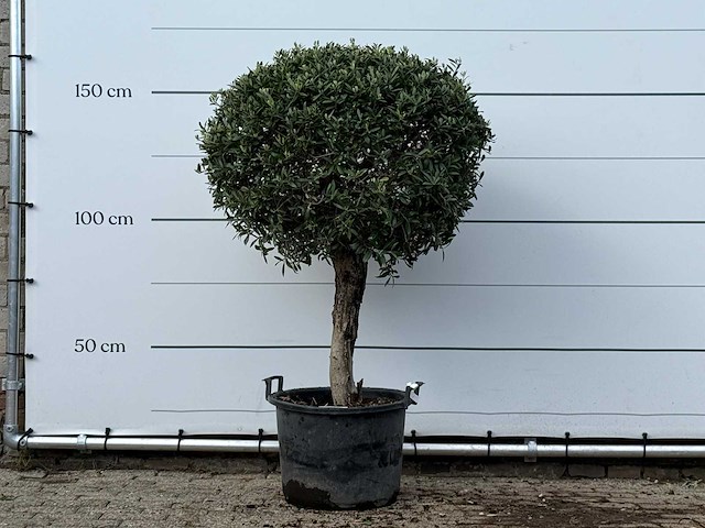 Olijfboom bolvorm - olea europaea - ca. 40 jaar oud - hoogte ca. 170 cm - afbeelding 1 van  3