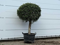 Olijfboom bolvorm - olea europaea - ca. 40 jaar oud - hoogte ca. 170 cm - afbeelding 2 van  3