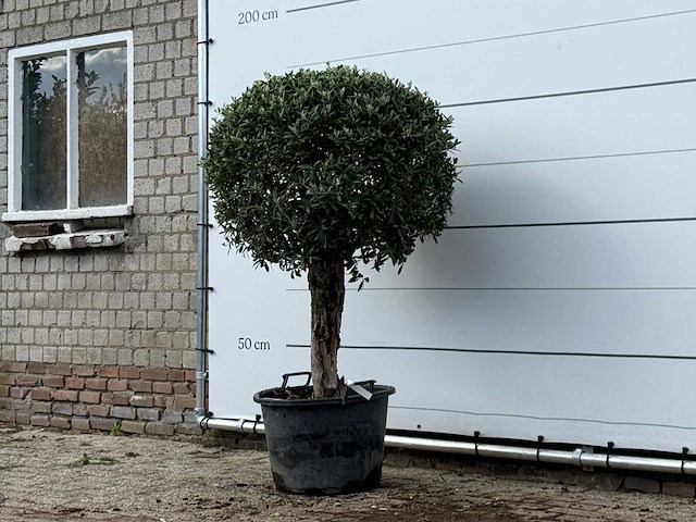 Olijfboom bolvorm - olea europaea - ca. 40 jaar oud - hoogte ca. 170 cm - afbeelding 3 van  3