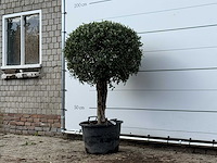 Olijfboom bolvorm - olea europaea - ca. 40 jaar oud - hoogte ca. 170 cm - afbeelding 3 van  3