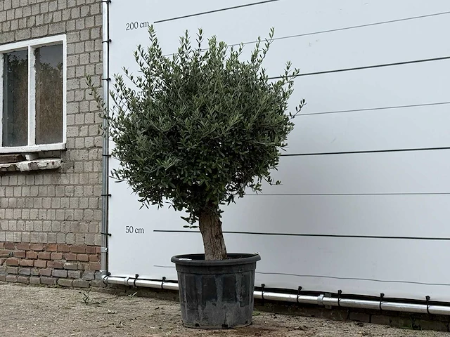 Olijfboom bolvorm - olea europaea - ca. 40 jaar oud - hoogte ca. 170 cm - afbeelding 2 van  3