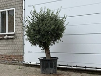 Olijfboom bolvorm - olea europaea - ca. 40 jaar oud - hoogte ca. 170 cm - afbeelding 2 van  3