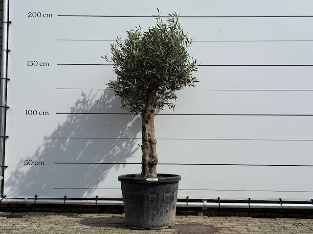 Olijfboom bolvorm - olea europaea - ca. 40 jaar oud - hoogte ca. 180 cm - afbeelding 1 van  4