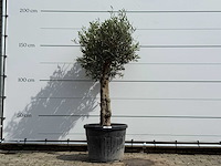Olijfboom bolvorm - olea europaea - ca. 40 jaar oud - hoogte ca. 180 cm - afbeelding 1 van  4