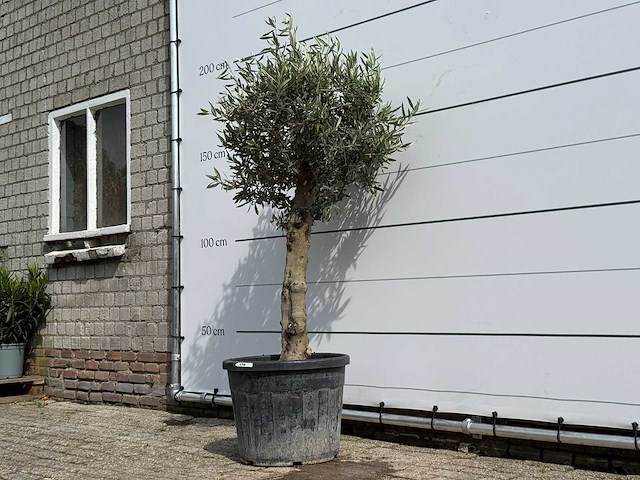 Olijfboom bolvorm - olea europaea - ca. 40 jaar oud - hoogte ca. 180 cm - afbeelding 2 van  4