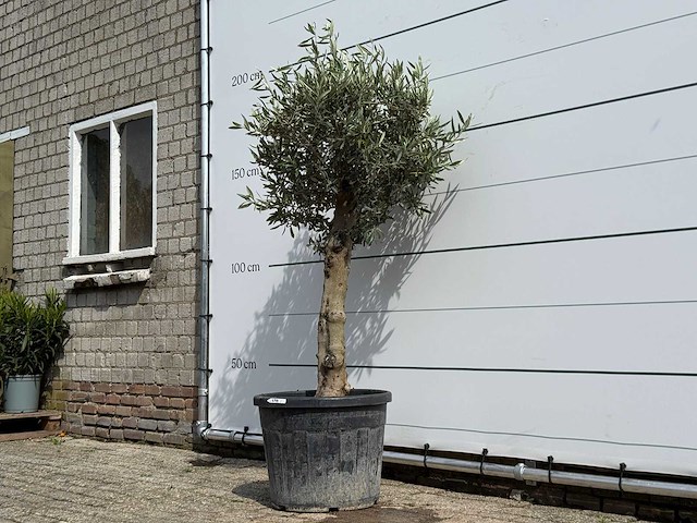 Olijfboom bolvorm - olea europaea - ca. 40 jaar oud - hoogte ca. 180 cm - afbeelding 3 van  4