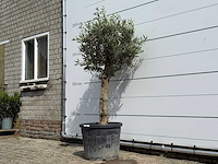 Olijfboom bolvorm - olea europaea - ca. 40 jaar oud - hoogte ca. 180 cm - afbeelding 3 van  4