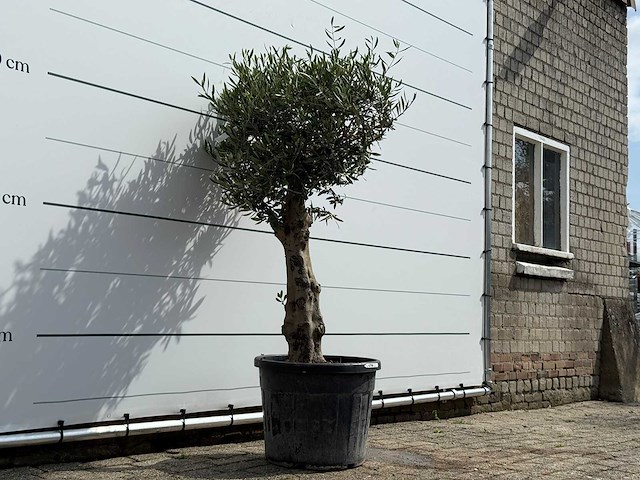 Olijfboom bolvorm - olea europaea - ca. 40 jaar oud - hoogte ca. 180 cm - afbeelding 4 van  4