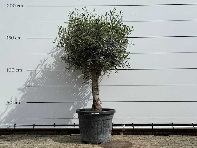 Olijfboom bolvorm - olea europaea - ca. 40 jaar oud - hoogte ca. 180 cm - afbeelding 1 van  5