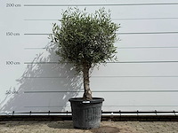 Olijfboom bolvorm - olea europaea - ca. 40 jaar oud - hoogte ca. 180 cm - afbeelding 1 van  5