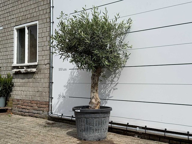 Olijfboom bolvorm - olea europaea - ca. 40 jaar oud - hoogte ca. 180 cm - afbeelding 2 van  5