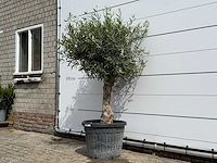 Olijfboom bolvorm - olea europaea - ca. 40 jaar oud - hoogte ca. 180 cm - afbeelding 2 van  5
