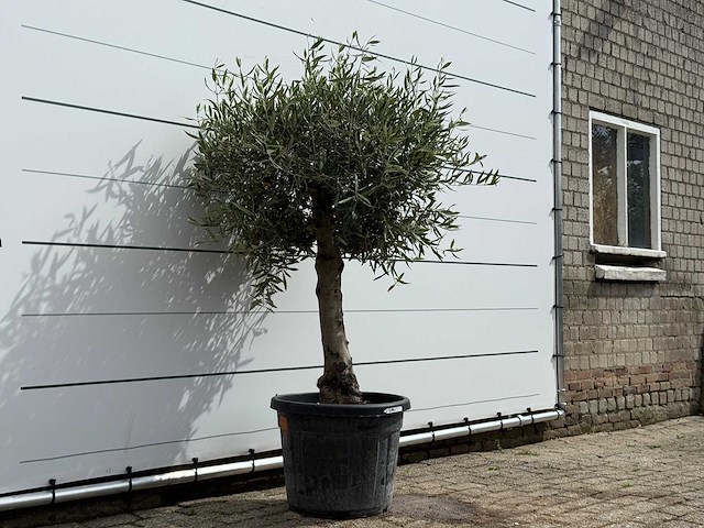 Olijfboom bolvorm - olea europaea - ca. 40 jaar oud - hoogte ca. 180 cm - afbeelding 3 van  5