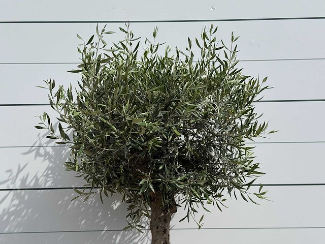 Olijfboom bolvorm - olea europaea - ca. 40 jaar oud - hoogte ca. 180 cm - afbeelding 4 van  5