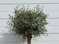 Olijfboom bolvorm - olea europaea - ca. 40 jaar oud - hoogte ca. 180 cm - afbeelding 4 van  5