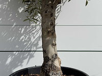 Olijfboom bolvorm - olea europaea - ca. 40 jaar oud - hoogte ca. 180 cm - afbeelding 5 van  5