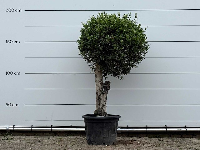 Olijfboom bolvorm - olea europaea - ca. 40 jaar oud - hoogte ca. 180 cm - afbeelding 1 van  3