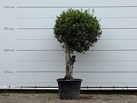 Olijfboom bolvorm - olea europaea - ca. 40 jaar oud - hoogte ca. 180 cm - afbeelding 1 van  3