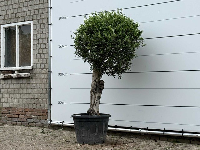 Olijfboom bolvorm - olea europaea - ca. 40 jaar oud - hoogte ca. 180 cm - afbeelding 2 van  3