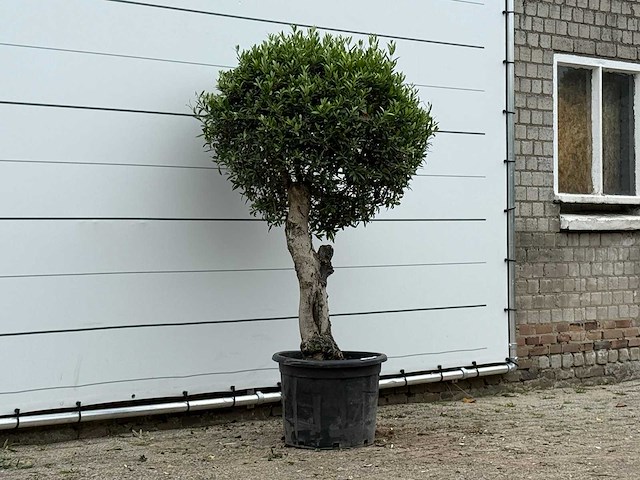 Olijfboom bolvorm - olea europaea - ca. 40 jaar oud - hoogte ca. 180 cm - afbeelding 3 van  3