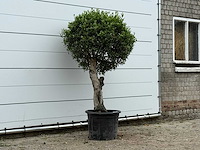 Olijfboom bolvorm - olea europaea - ca. 40 jaar oud - hoogte ca. 180 cm - afbeelding 3 van  3
