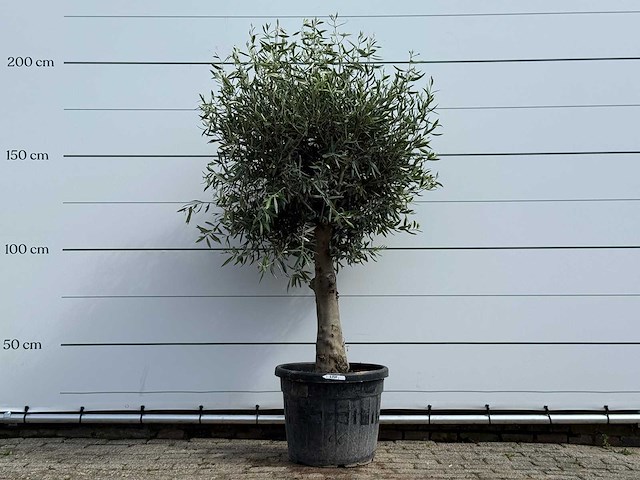 Olijfboom bolvorm - olea europaea - ca. 40 jaar oud - hoogte ca. 200 cm - afbeelding 1 van  5
