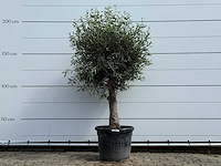 Olijfboom bolvorm - olea europaea - ca. 40 jaar oud - hoogte ca. 200 cm - afbeelding 1 van  5
