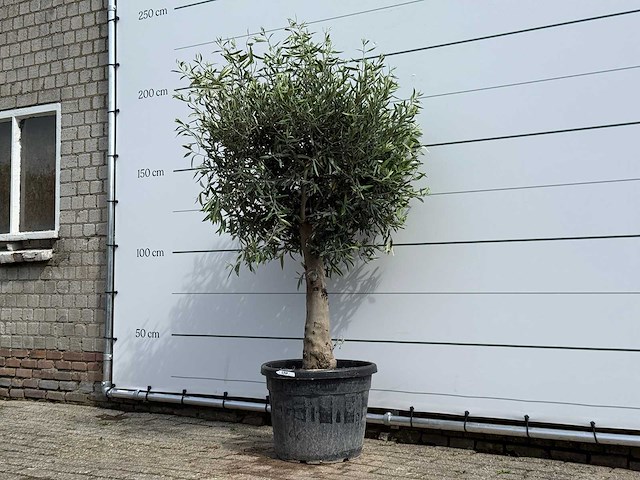 Olijfboom bolvorm - olea europaea - ca. 40 jaar oud - hoogte ca. 200 cm - afbeelding 2 van  5