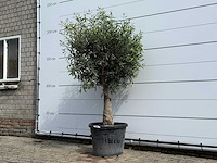 Olijfboom bolvorm - olea europaea - ca. 40 jaar oud - hoogte ca. 200 cm - afbeelding 2 van  5