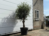 Olijfboom bolvorm - olea europaea - ca. 40 jaar oud - hoogte ca. 200 cm - afbeelding 3 van  5