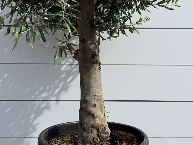 Olijfboom bolvorm - olea europaea - ca. 40 jaar oud - hoogte ca. 200 cm - afbeelding 4 van  5