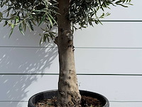 Olijfboom bolvorm - olea europaea - ca. 40 jaar oud - hoogte ca. 200 cm - afbeelding 4 van  5