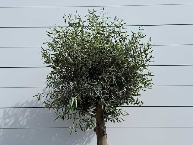 Olijfboom bolvorm - olea europaea - ca. 40 jaar oud - hoogte ca. 200 cm - afbeelding 5 van  5