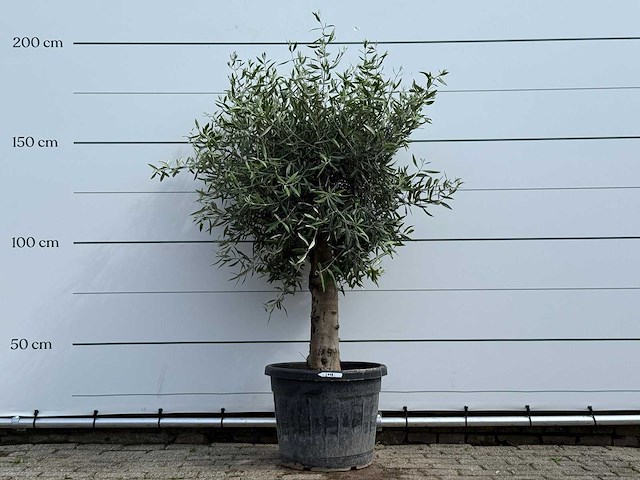 Olijfboom bolvorm - olea europaea - ca. 40 jaar oud - hoogte ca. 200 cm - afbeelding 1 van  5