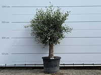 Olijfboom bolvorm - olea europaea - ca. 40 jaar oud - hoogte ca. 200 cm - afbeelding 1 van  5