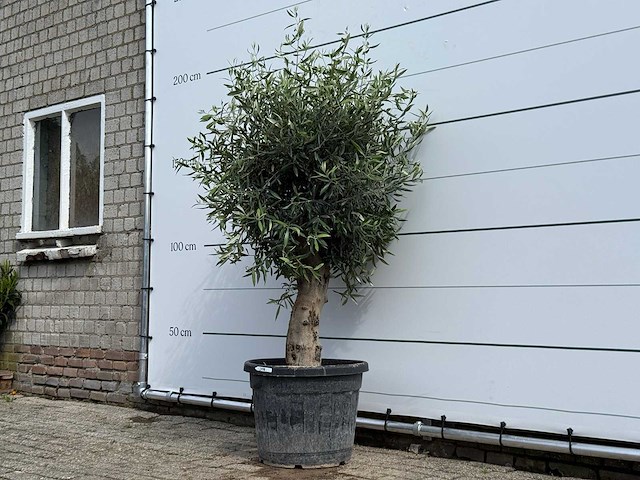 Olijfboom bolvorm - olea europaea - ca. 40 jaar oud - hoogte ca. 200 cm - afbeelding 2 van  5