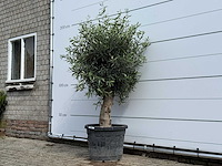 Olijfboom bolvorm - olea europaea - ca. 40 jaar oud - hoogte ca. 200 cm - afbeelding 2 van  5