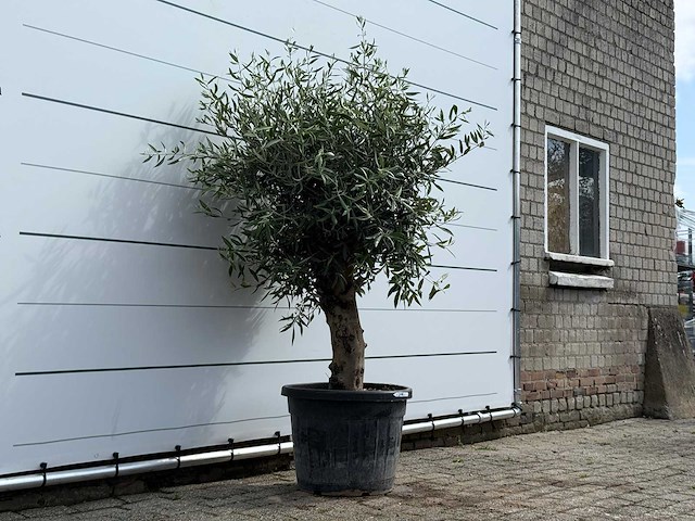 Olijfboom bolvorm - olea europaea - ca. 40 jaar oud - hoogte ca. 200 cm - afbeelding 3 van  5