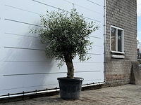 Olijfboom bolvorm - olea europaea - ca. 40 jaar oud - hoogte ca. 200 cm - afbeelding 3 van  5