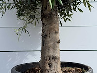 Olijfboom bolvorm - olea europaea - ca. 40 jaar oud - hoogte ca. 200 cm - afbeelding 4 van  5