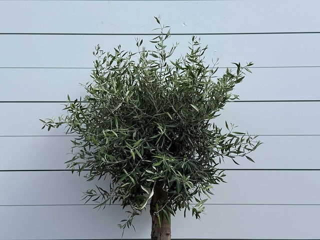 Olijfboom bolvorm - olea europaea - ca. 40 jaar oud - hoogte ca. 200 cm - afbeelding 5 van  5
