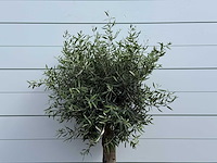 Olijfboom bolvorm - olea europaea - ca. 40 jaar oud - hoogte ca. 200 cm - afbeelding 5 van  5