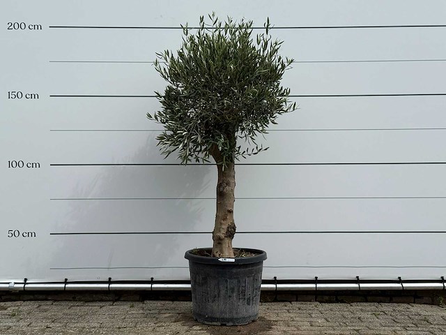 Olijfboom bolvorm - olea europaea - ca. 40 jaar oud - hoogte ca. 200 cm - afbeelding 5 van  5