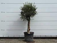 Olijfboom bolvorm - olea europaea - ca. 40 jaar oud - hoogte ca. 200 cm - afbeelding 5 van  5